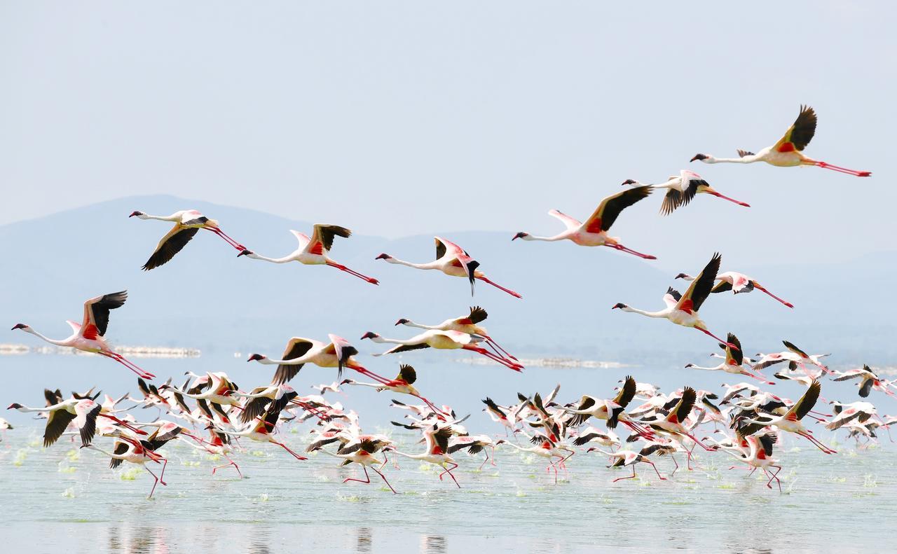 Mbweha Camp Lake Nakuru Elmenteita Exterior foto